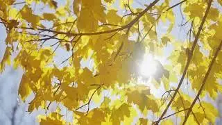 Bernáth Ferenc: Őszi hangulat  (Autumn mood)
