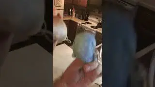 🤣🤣  bread dawg jr x tiny jinbesan dance party 🥳