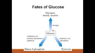 GLYCOLYSIS