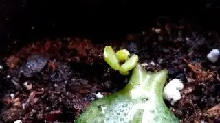 DIY Succulent Propagation
