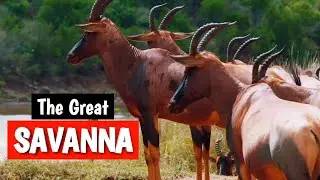 Savanna Animals Survival Story