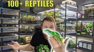 REPTILE ROOM TOUR March 2026! + New ADDITIONS to the room!