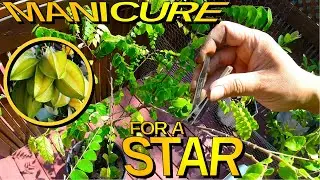 Pruning A Potted Carambola Tree Grown From Seed