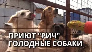 В Саратове приют 