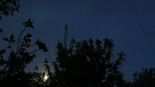 Хрущи прилетели. 30.04.18.