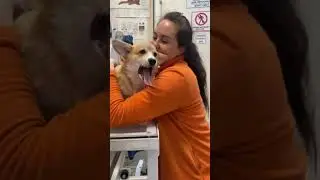 #корги #щенок #dog #юлияветеринар