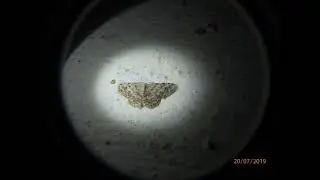 Scopula submutata  Sithonia Greece