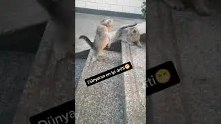 Kung fu ustası kediler