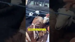 جلابة السوق بحراج بالعلا . الاربعاء 1446/3/1