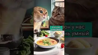 Лысый папа #животные #animal #мем #мемныекоты #pet #анекдоты #котыговорят #говорящиекоты #юмор #прик