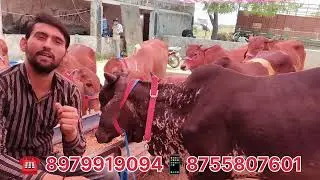 Cow for sale| Yash dairy farm mathura | साहिवाल थारपारकर गिर गाय #gircow #dairyfarm #govindrajput 