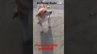 #wafadar