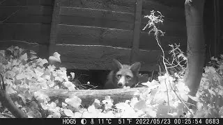 Fox roaming the garden scared off by badger