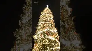 Елка на Дворцовой площади. Санкт-Петербург.