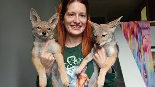 Traveling across the country with African Jackals