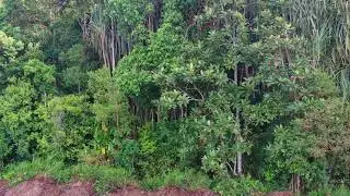 Supernatural Encounters in the Amazon: Benedito's Forbidden Confession about his experiences in t...