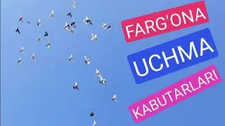 ФАРГОНА УЧМА КАБУТАРЛАРИ ПОЧТАВЫЙ ГОЛУБЕЙ FARGONA KAPTARLAR fly pigeons