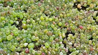 Conophytum Seedling Care: Watering and Humidity Maintenance Tips After Germination
