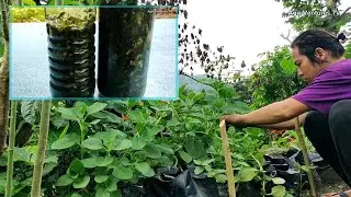 How to make Oregano Oil? | Panggamot sa nagtatae na batang kambing