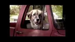 Targeting the Premium Dog Market