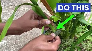 More Lucky Bamboo plant I’m following This WAY