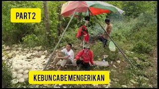 part 2 di kebun cabe ‼️