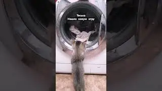 смешные кошечки