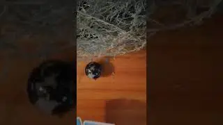 ЕГО ЧУВСТВА К ТЕБЕ.../Таро онлайн расклад