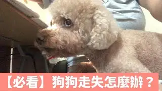 【必看】狗狗走失怎麼辦？