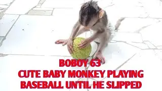 Boboy 63 | Cute baby monkey playing baseball until he slipped