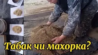 Як я роблю свій табак. Табак чи махорка?.Будні села.