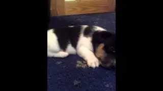 Jack Russell Puppies at 4 Weeks