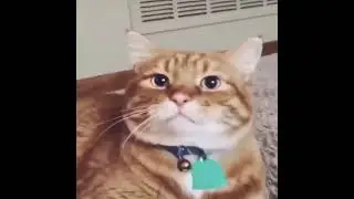 When yo tell your Cat he's Adopted!