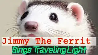 Jimmy the Ferret'