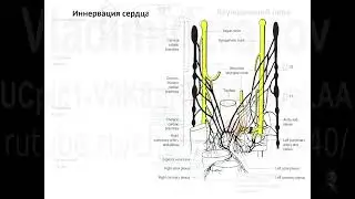 Иннервация сердца