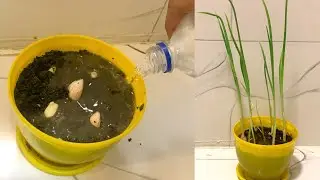 How to Grow garlic at home | how to grow plants at home
