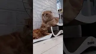 Та у тебя и Курей то никогда не было 🤣 