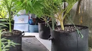 I invented a crazy new method to clone? - and it has HUGE results!