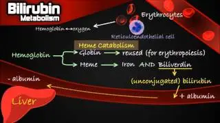 Bilirubin Metabolism - Pathway Made Simple [Erythrocytes, Conjugation, Urobilinogen etc.]