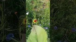 Flower Garden after Weeding-1st Sunflower Bloom!