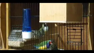 Breeding Gouldian finches feeding babies
