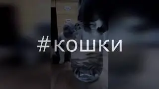 Клип про кошек(мяу- мяу -мяу)