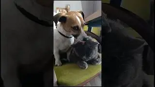 Ох уж эти коты #2024 #блог #влог #animals #кот