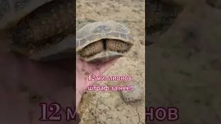 Возрождение степной черепахи! Дала тасбакасы!