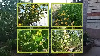 ЛЕТНЯЯ ЖАРА ПЛОХО СКАЗЫВАЕТСЯ НА УРОЖАЕ САДА