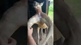 best boxer Kangaroo #shorts