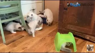 Visiting BlueDreamer Ragdolls Kittens in Kansas City December 2019