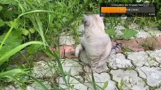Привет привет 😺