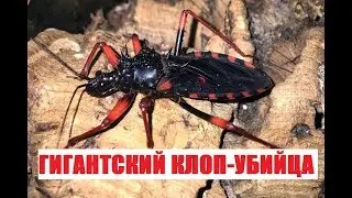 Psytalla horrida - гигантский клоп-убийца