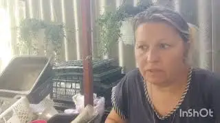 черенкую (стрептокарпелла, пеллиония, альтернатера, ледвянец)